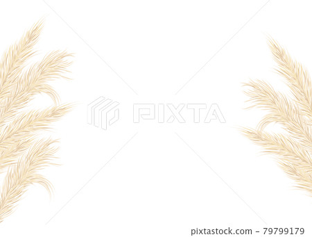 Background of dry pampas grass .Floral ornamental elements in boho style. Flat lay with copy space, top view. Vector illustration 79799179