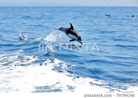 Pacific white-sided dolphin in Mutsu Bay Pacific white-sided dolphin in Mutsu Bay 79799198