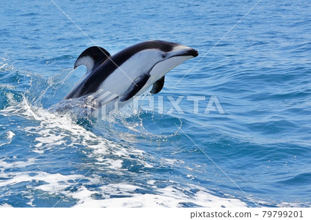 Pacific white-sided dolphin in Mutsu Bay 79799201