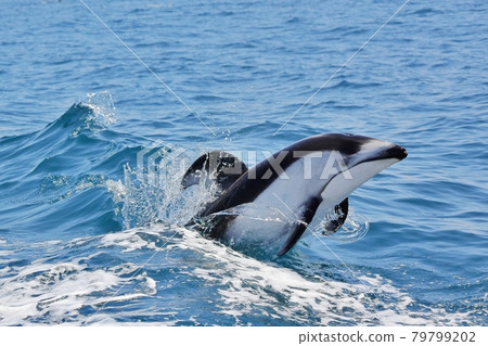 Pacific white-sided dolphin in Mutsu Bay 79799202