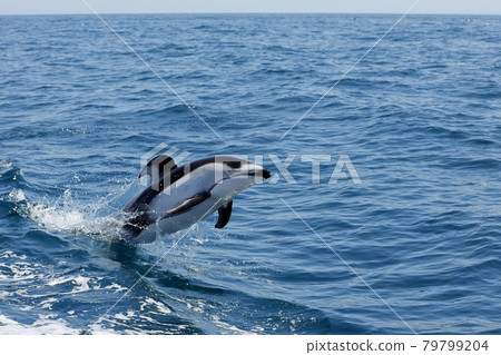 陸奧灣太平洋白海豚跳躍 陸奧灣太平洋白海豚跳躍 79799204