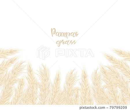 Background with dry pampas grass. Floral ornamental elements in boho style. Flat lay with copy space, top view. Vector illustration. Background with dry pampas grass. Floral ornamental elements in boho style. Flat lay with copy space, top view. Vector illustration. 79799209