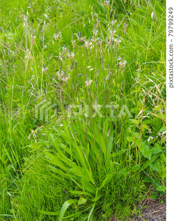 Ribwort Plantain on the Arakawa River 79799249