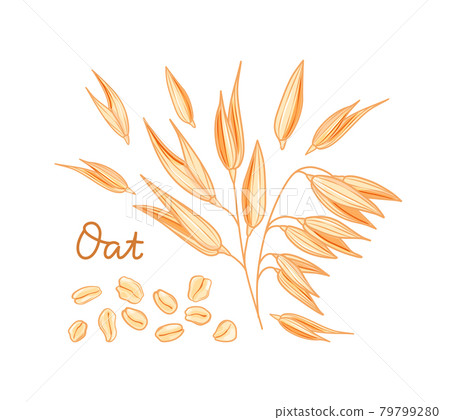 Oats set. Spikelets, grains and flakes on a white background. Cartoon style. Vector illustration. 79799280