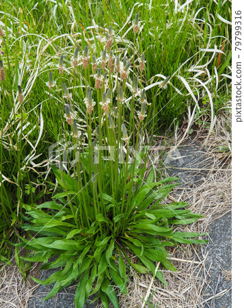 荒川河上的車前草 荒川河上的車前草 79799316