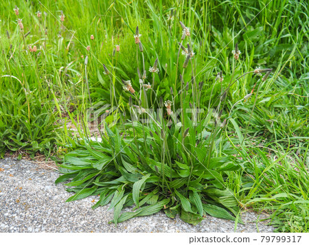 Ribwort Plantain on the Arakawa River 79799317