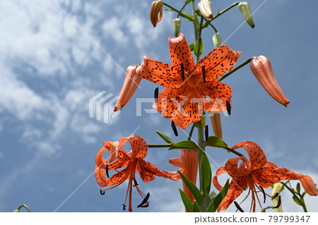 Tiger lily blooming in midsummer Tiger lily blooming in midsummer 79799347