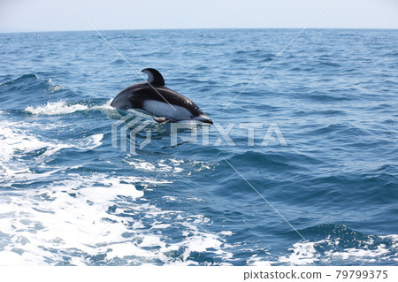 陸奧灣初夏的特色觀海豚 陸奧灣初夏的特色觀海豚 79799375