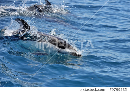 陸奧灣海豚觀賞 79799385