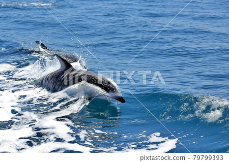 Dolphin watching on a fishing boat in Mutsu Bay Dolphin watching on a fishing boat in Mutsu Bay 79799393