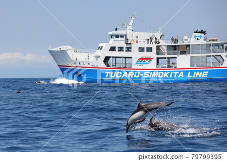陸奧灣渡輪和海豚 79799395
