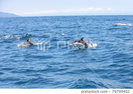 Dolphins in Mutsu Bay Dolphins in Mutsu Bay 79799402