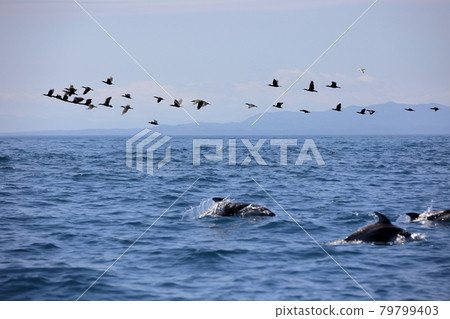 Pacific white-sided dolphin seen in early spring in Mutsu Bay Pacific white-sided dolphin seen in early spring in Mutsu Bay 79799403