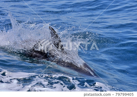 Dolphin watching in Aomori prefecture Dolphin watching in Aomori prefecture 79799405