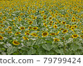 Sunflower field 79799424
