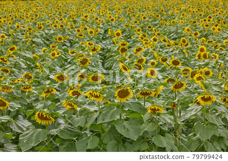 Sunflower field Sunflower field 79799424