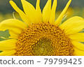 Sunflower field 79799425
