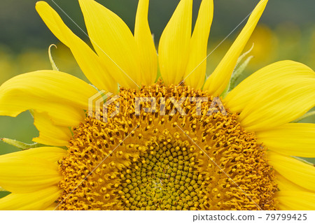 Sunflower field Sunflower field 79799425