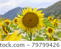 Sunflower field 79799426