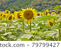 Sunflower field 79799427