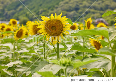 Sunflower field Sunflower field 79799427