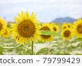 Sunflower field 79799429