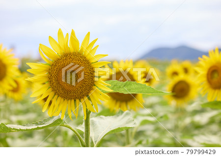 Sunflower field Sunflower field 79799429