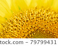 Sunflower up 79799431