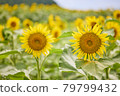 Sunflower field 79799432