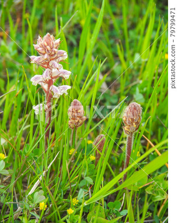 Orobanche minor on the Arakawa riverbed 79799471