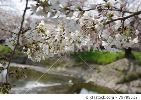 Cherry blossom viewing walk on the Gojo River Cherry blossom viewing walk on the Gojo River 79799512