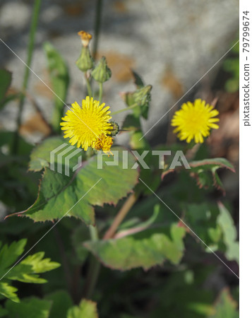 荒川河床上盛開的蒺藜 79799674