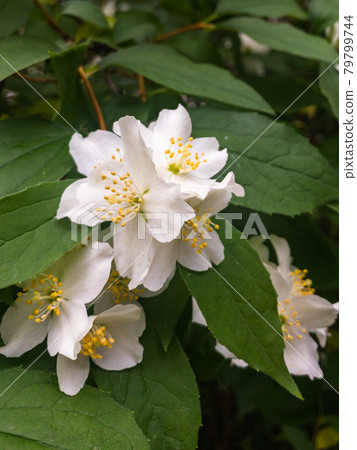 Philadelphus mock-orange jasmine branch with white flowers on bush green leaves background. Close up 79799744