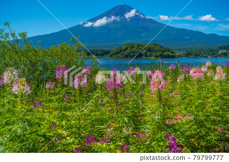 富士河口湖五彩繽紛的花朵 79799777