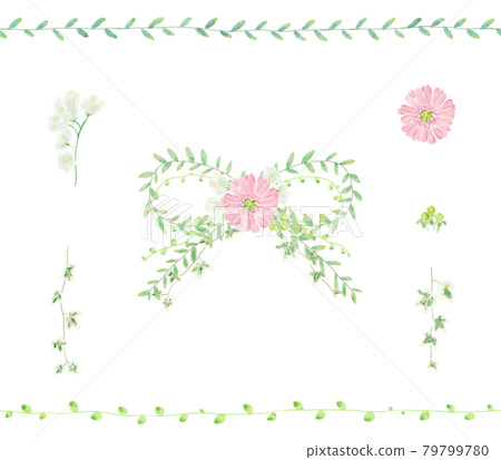 非洲菊和葉絲帶 79799780