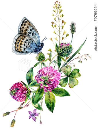 Watercolor Wildflowers Bouquet. Hand Drawn Clover, Greenery, Spring Flowers Arrangement Isolated on White. 79799964