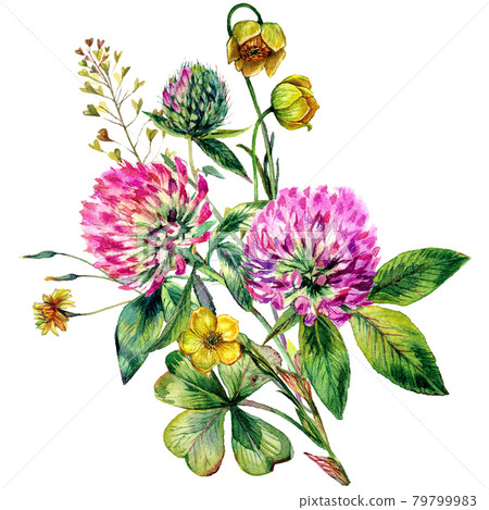 Watercolor Wildflowers Bouquet. Hand Drawn Clover, Greenery, Spring Flowers Arrangement Isolated on White. 79799983