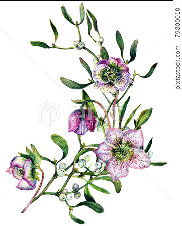 Watercolor Illustration of Mistletoe Branch Isolated on White. Watercolor Illustration of Mistletoe Branch Isolated on White. 79800010