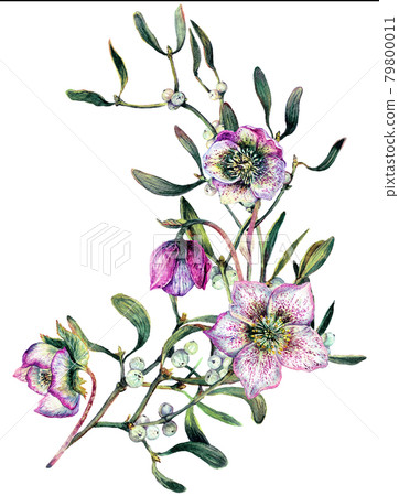 Watercolor Illustration of Mistletoe Branch Isolated on White. 79800011