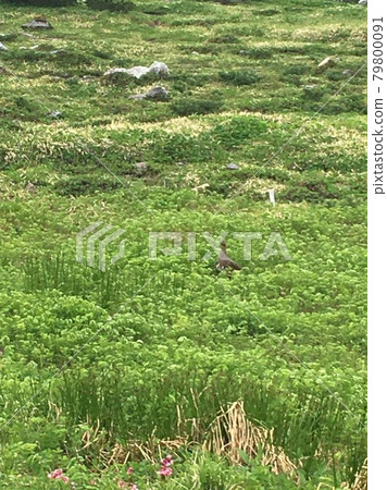 出現在山地草甸的神秘鳥 79800091