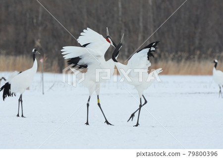 雪原丹頂鶴求偶舞 79800396