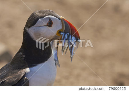 Puffin carrying fish 79800625