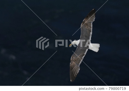 Great Black-backed Gull  79800719