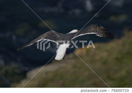 Great Black-backed Gull Great Black-backed Gull 79800720