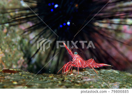 Suzuku Salad Shrimp 79800885