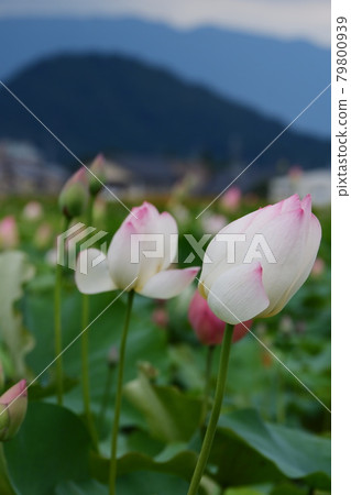 奈良藤原宮遺址的蓮花 79800939