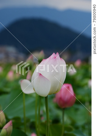奈良藤原宮遺址的蓮花 奈良藤原宮遺址的蓮花 79800940