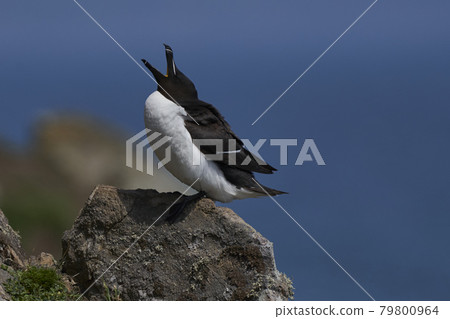 Razorbill Razorbill 79800964