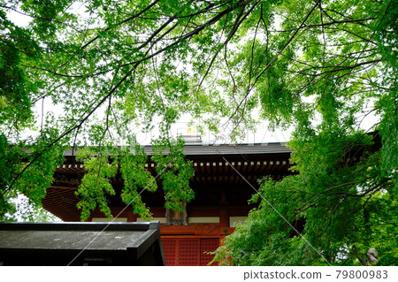 新鮮的綠色和寺廟屋頂 新鮮的綠色和寺廟屋頂 79800983