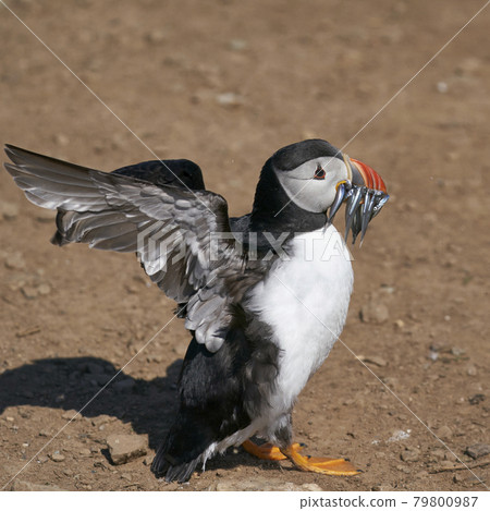 Puffin with fish 79800987